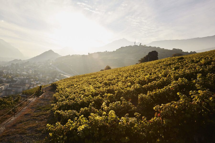 Clos du Brûle-Fer